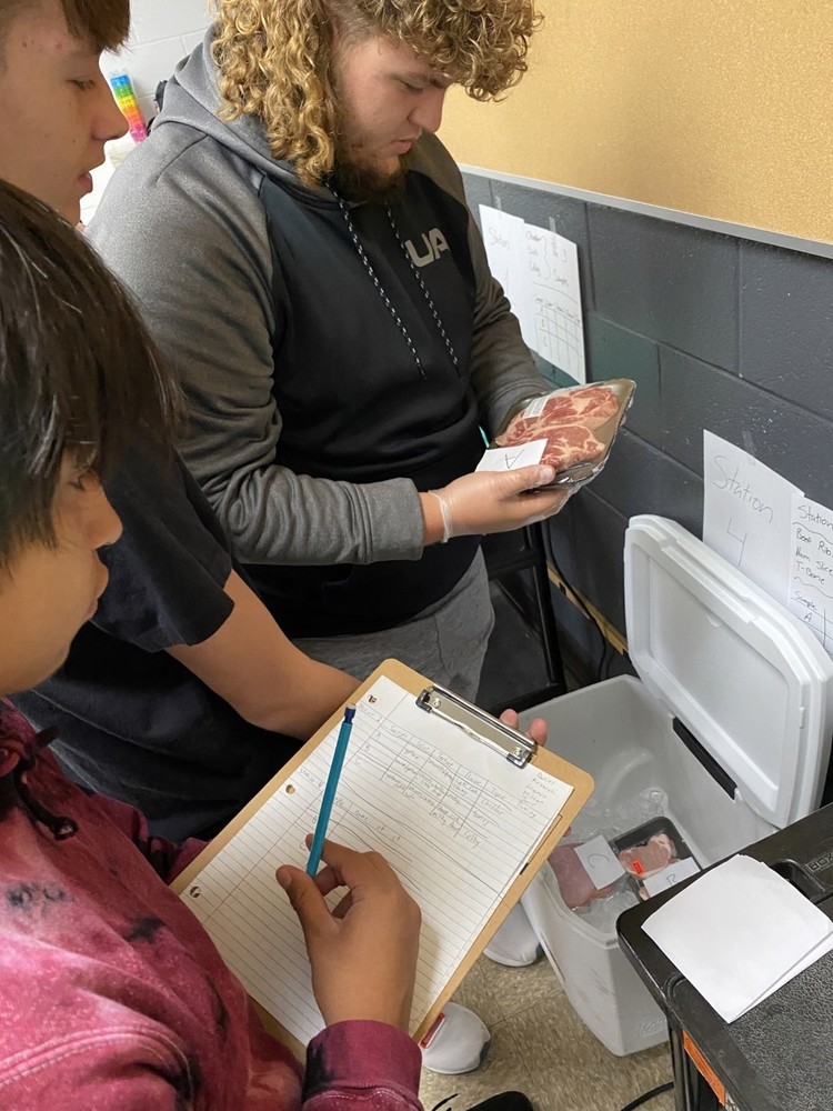 Agriculture students practice meat inspections